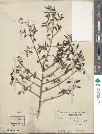 Celtis sinensis image