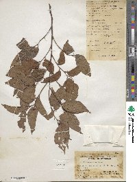 Celtis sinensis image