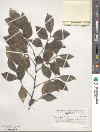 Celtis sinensis image