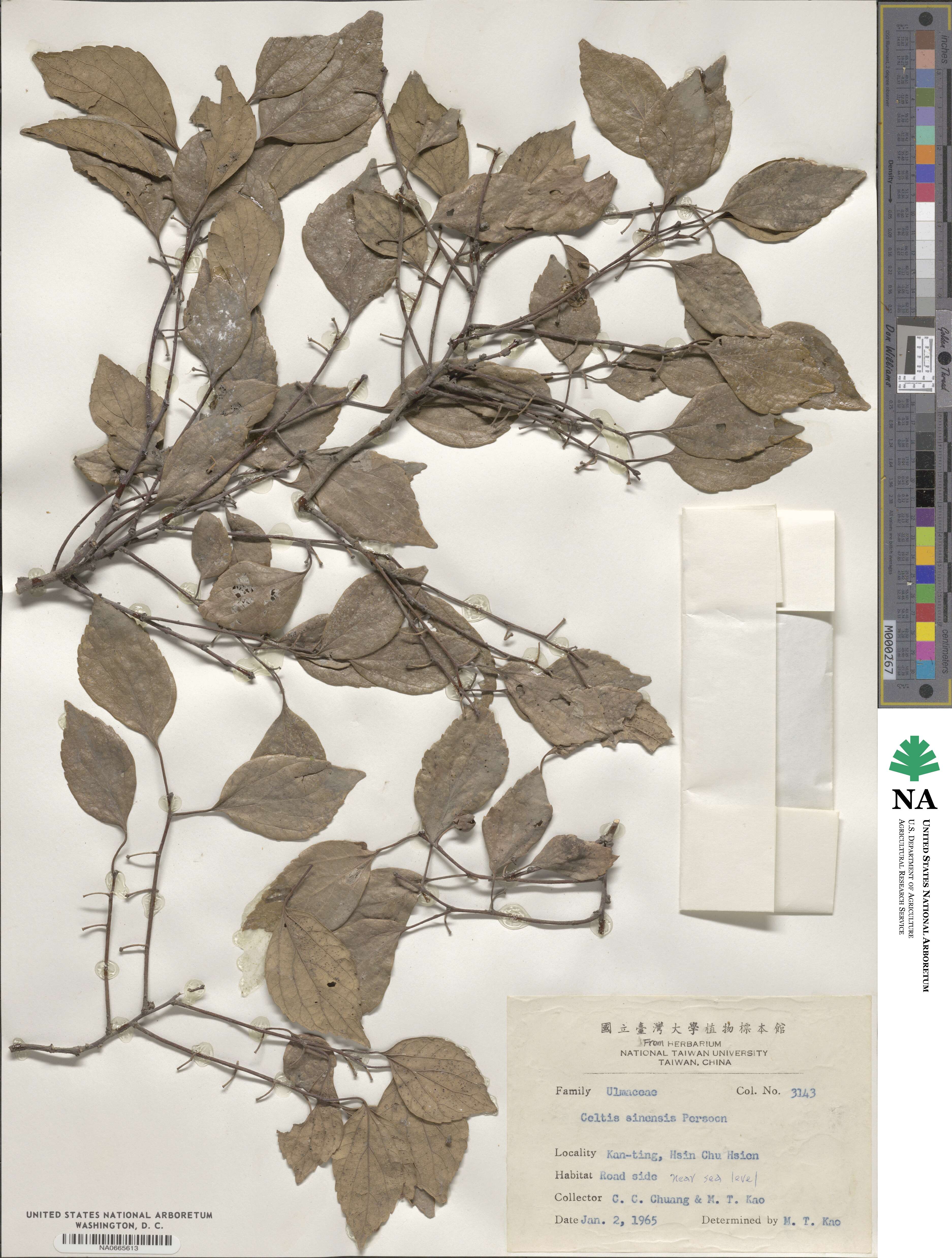 Celtis sinensis image