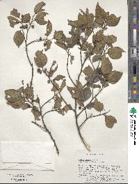 Celtis sinensis image