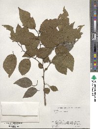 Celtis sinensis image