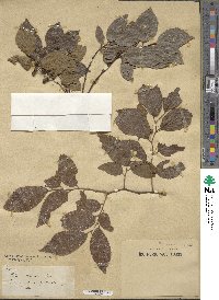 Celtis sinensis image