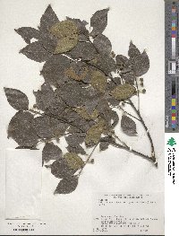 Celtis sinensis image