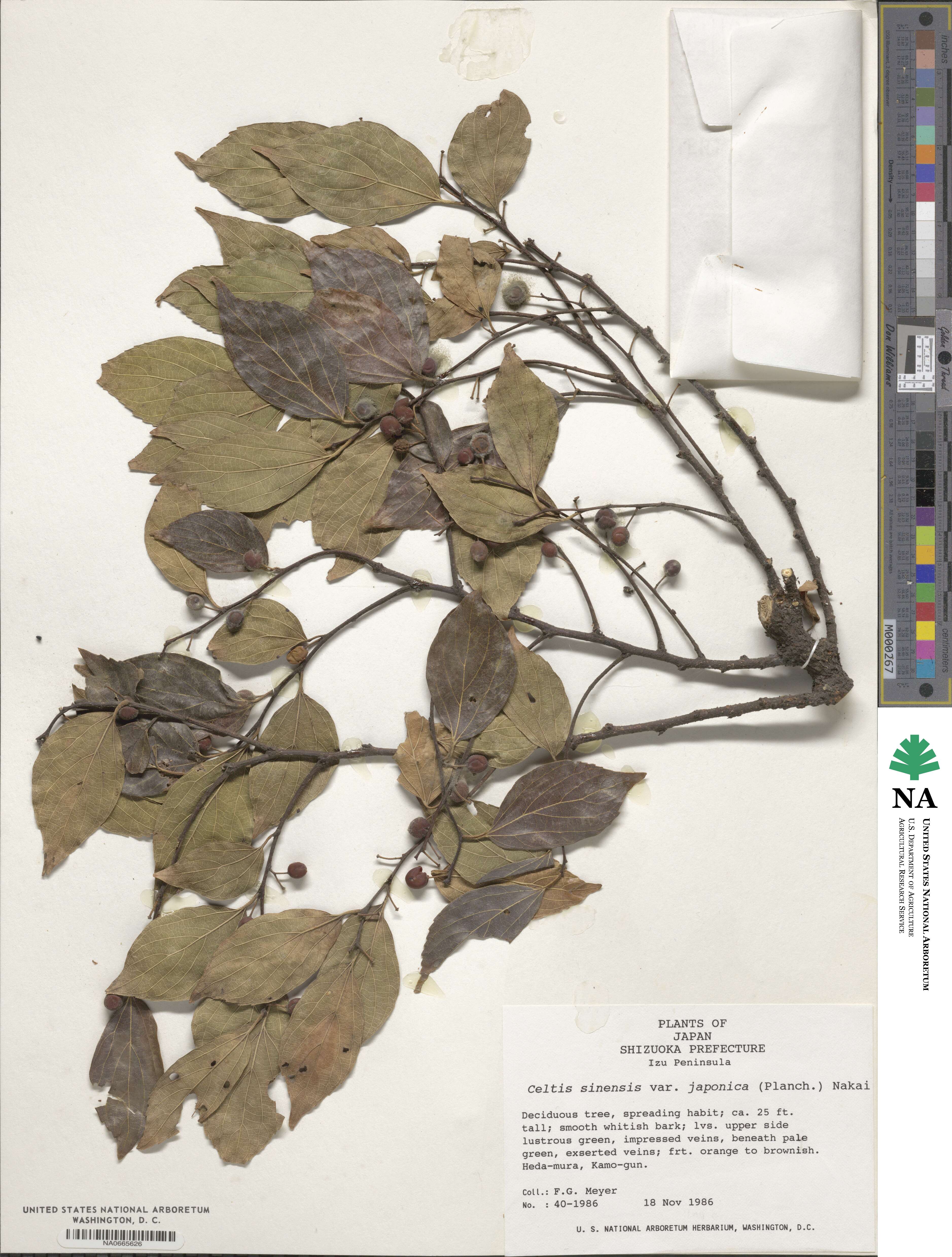 Celtis sinensis image