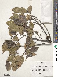 Celtis sinensis image