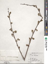 Celtis sinensis image