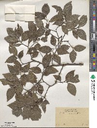 Celtis sinensis image