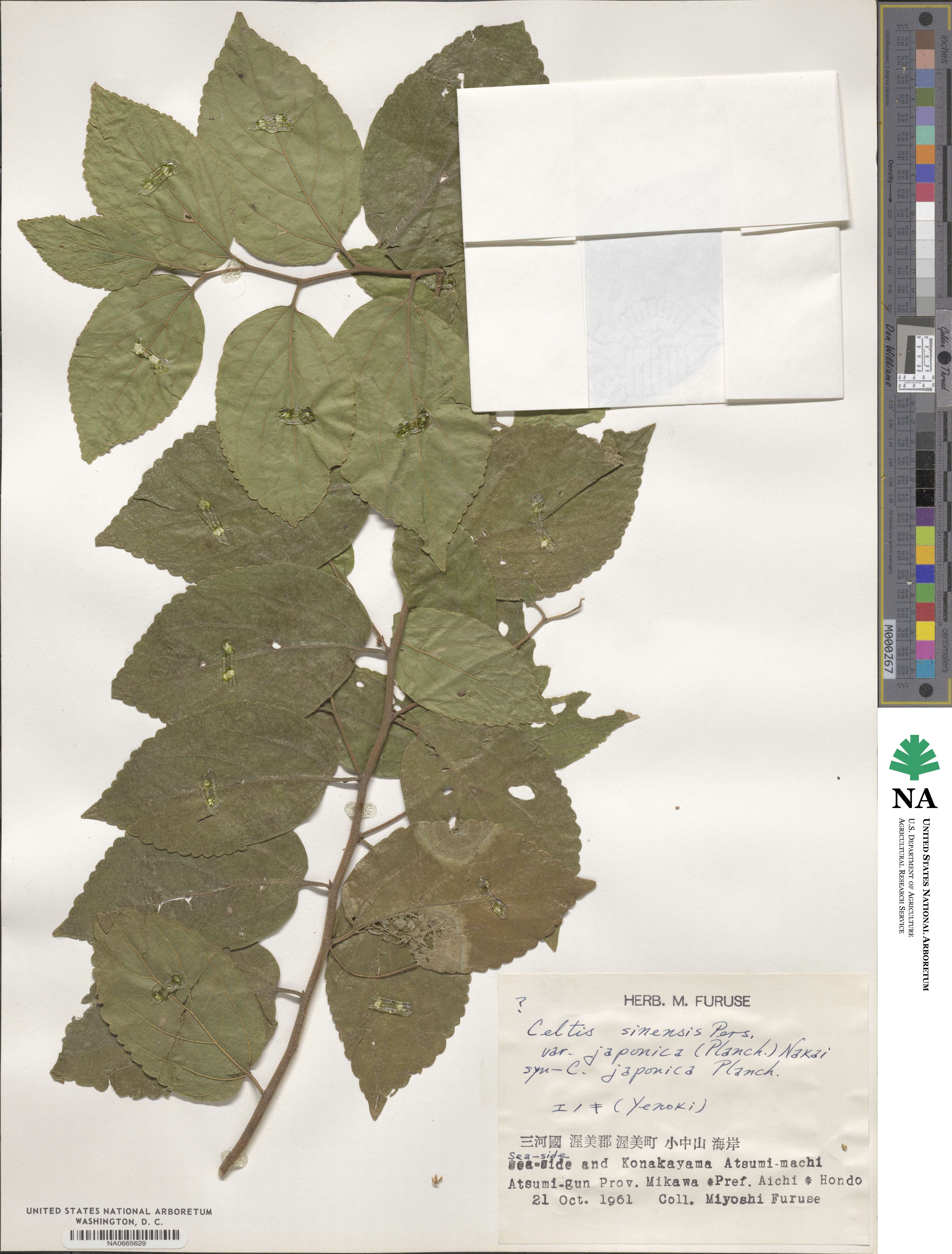 Celtis sinensis image