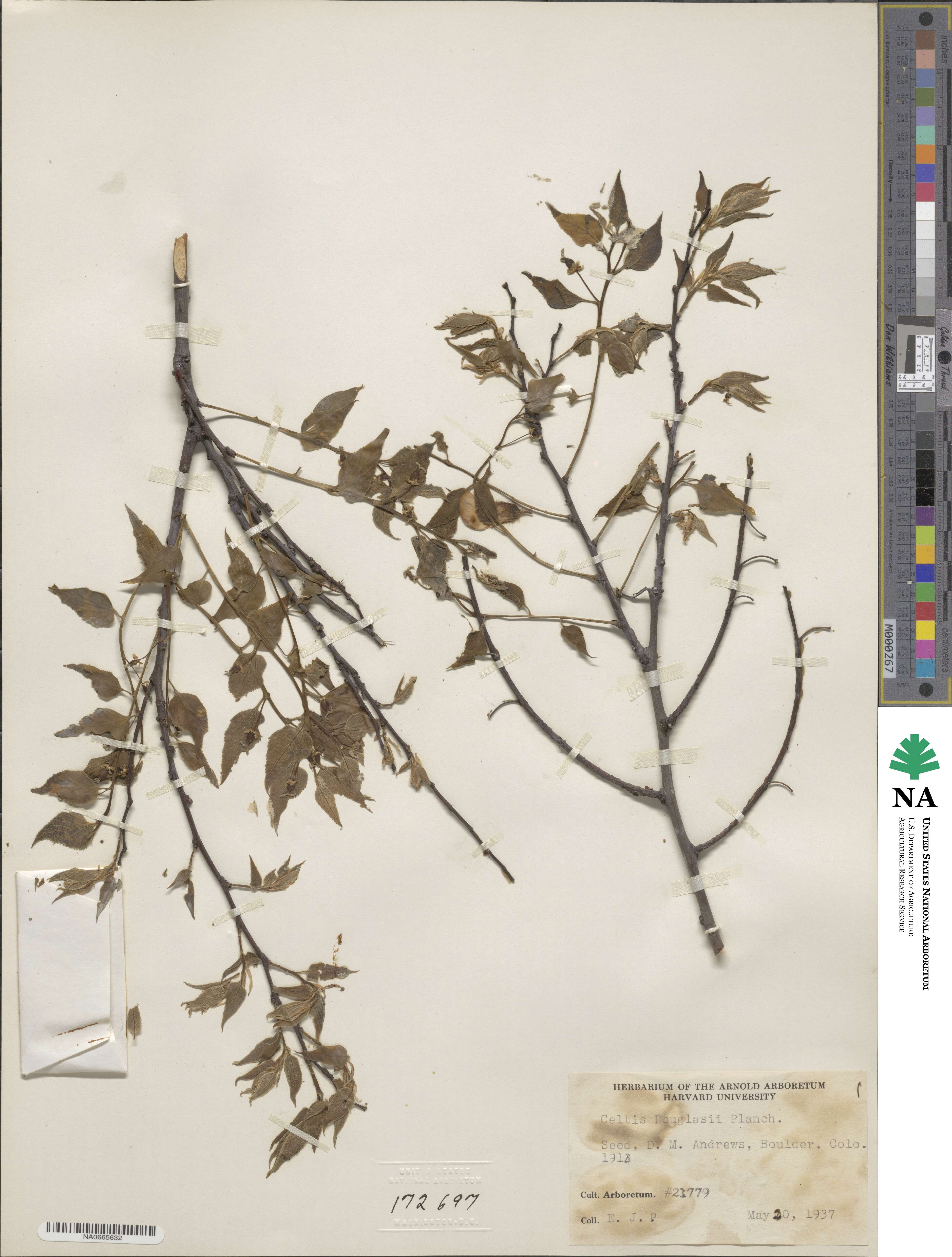Celtis laevigata var. reticulata image