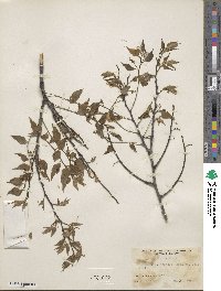 Celtis laevigata image