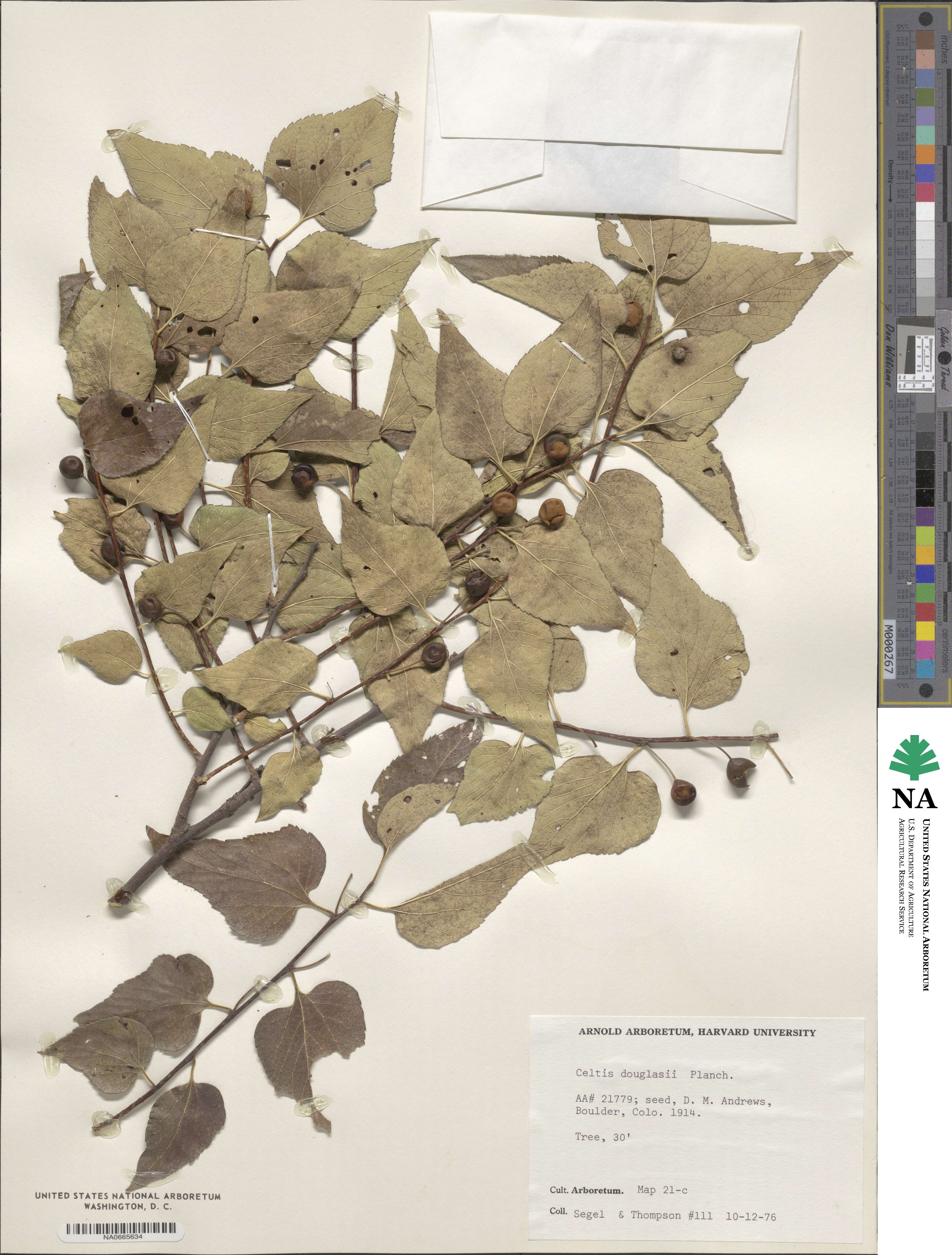 Celtis laevigata var. reticulata image