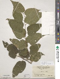 Celtis occidentalis image