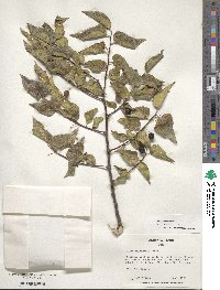 Celtis occidentalis image