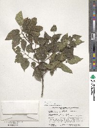 Celtis occidentalis image