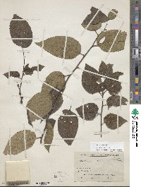 Celtis occidentalis image