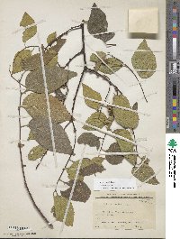 Celtis occidentalis image