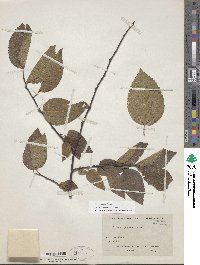 Celtis occidentalis image