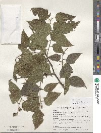 Celtis occidentalis image