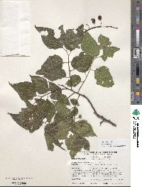 Celtis occidentalis image