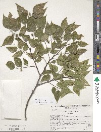 Celtis occidentalis image