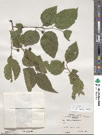 Celtis occidentalis image