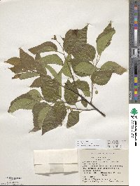 Celtis occidentalis image