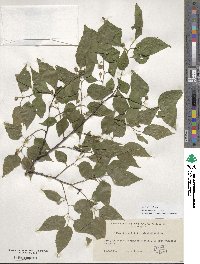 Celtis occidentalis image