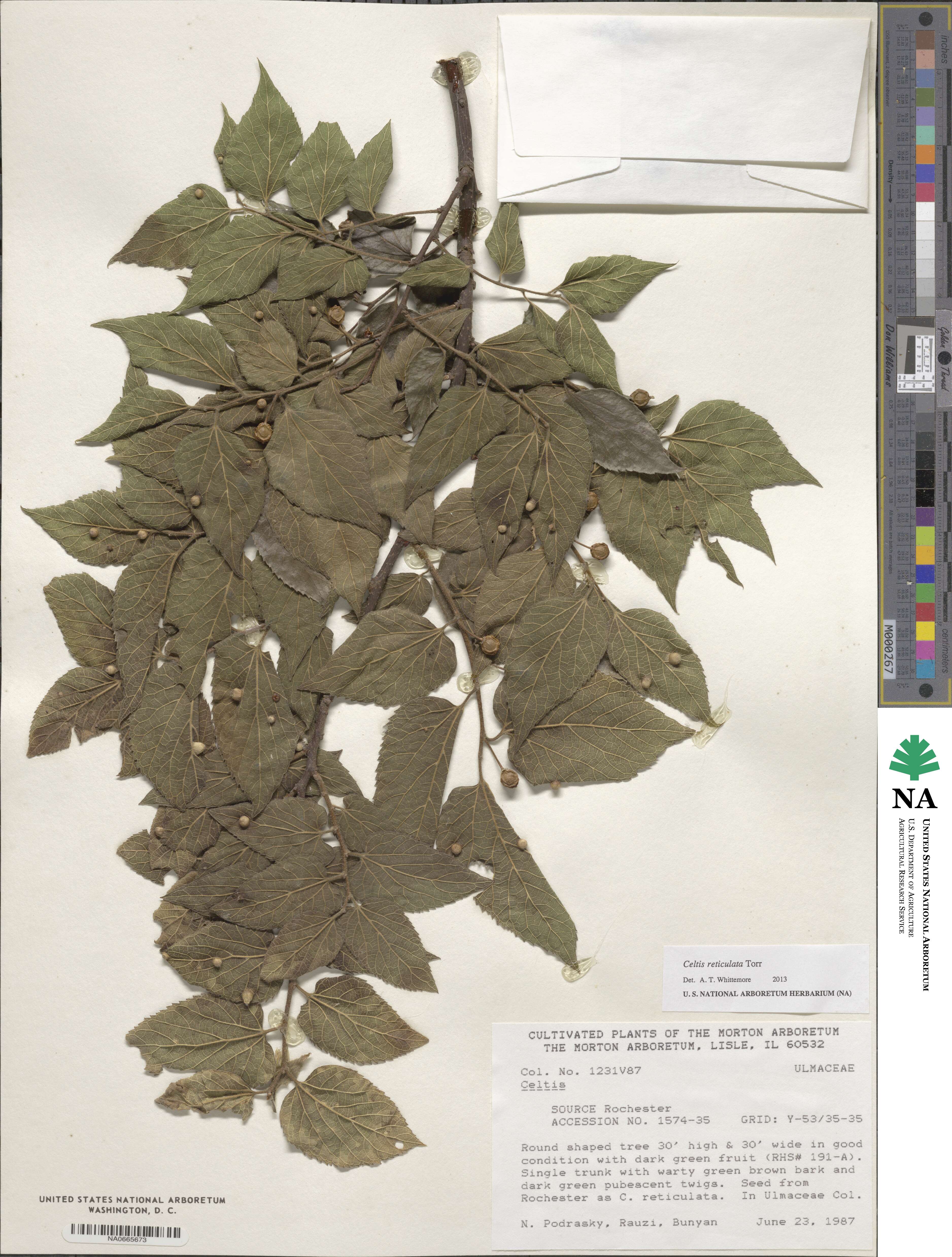 Celtis reticulata image