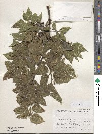 Celtis reticulata image