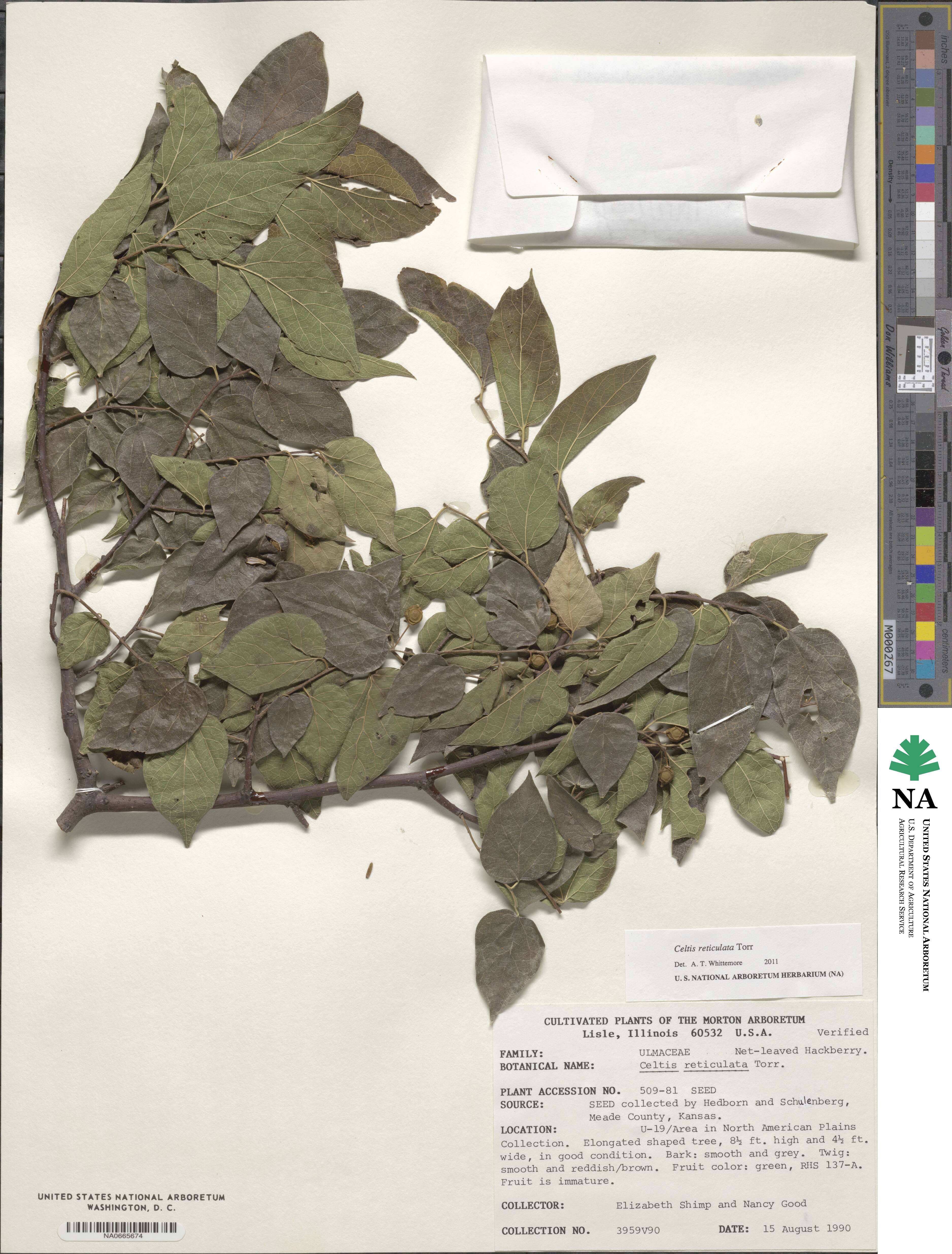 Celtis reticulata image