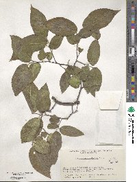 Celtis reticulata image