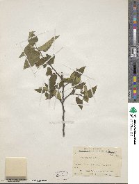 Celtis reticulata image