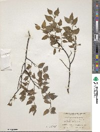 Celtis reticulata image