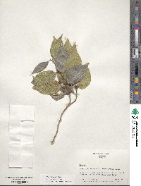 Celtis sinensis image