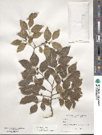 Celtis sinensis image