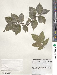 Celtis sinensis image