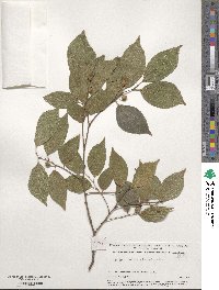 Celtis sinensis image