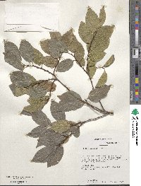 Celtis sinensis image