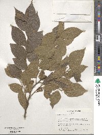 Celtis sinensis image