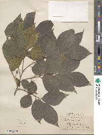 Celtis sinensis image