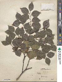 Celtis sinensis image