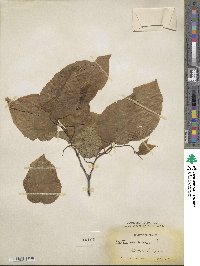 Celtis sinensis image