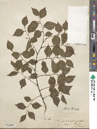 Celtis sinensis image