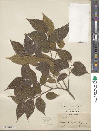 Celtis sinensis image