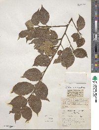 Celtis sinensis image