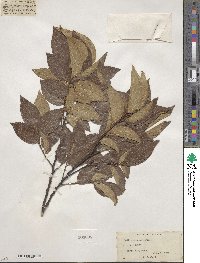 Celtis sinensis image