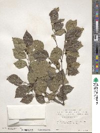 Celtis sinensis image