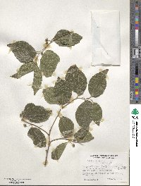 Celtis sinensis image