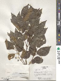 Celtis sinensis image